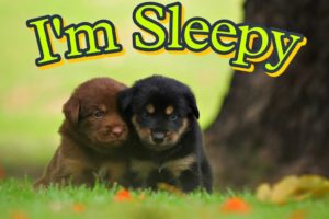 Cute Puppies Trying to Sleep In The Green Park || Must Watch Amazing Scene In 4k ||