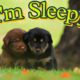 Cute Puppies Trying to Sleep In The Green Park || Must Watch Amazing Scene In 4k ||