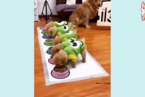 Cute Puppies #shorts   Cute Funny and Smart #209#Dogs Reactions Compilation #shorts #please subscrib