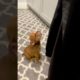 Cute Puppy Whimpers For Food! #Dogs #Shorts