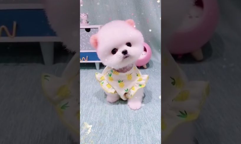 Cute Teacup Puppy Bathing and Grooming | Pet lovers
