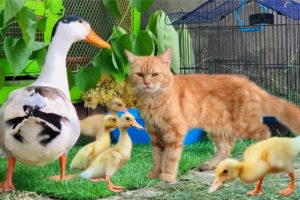 Cute and Adorable Animals playing Together!Duck,Ducklings,Cat