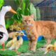 Cute and Adorable Animals playing Together!Duck,Ducklings,Cat