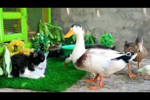 Cute and Adorable Animals playing Together!Ducks,Cat,Chicks