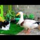 Cute and Adorable Animals playing Together!Ducks,Cat,Chicks