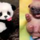 Cute baby animals Videos Compilation cute moment of the animals - Cutest Animals #44