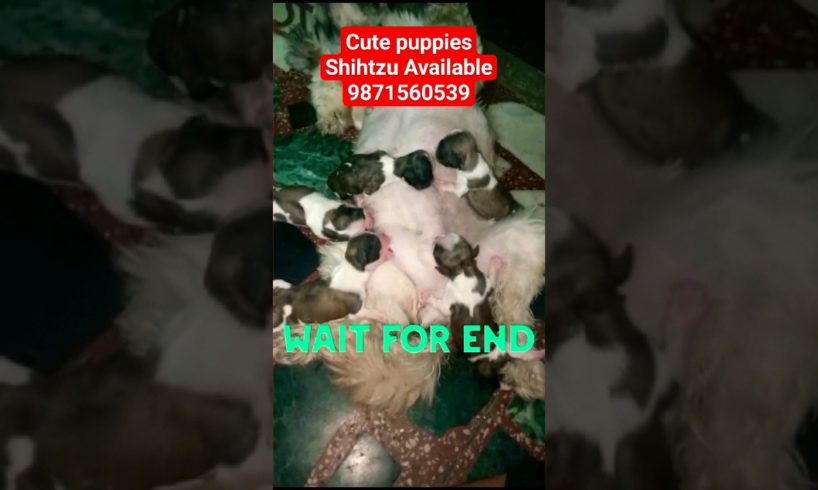 Cute baby new bone mother milk need baby🍼|#youtubeshorts #shorts #viral #pets #animals #trending #yt