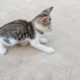Cute cat 😻 Cute 🐈Videos | Cute Baby Cat 😼Compilation #60 | Aww Animals • cute animals😍
