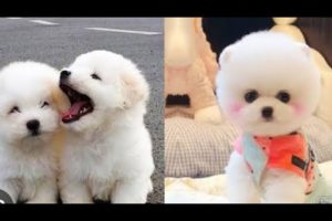 Cute puppies 😍 and Funny Dog Videos... 🐶fun and cute puppies #shots #funny