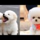 Cute puppies 😍 and Funny Dog Videos... 🐶fun and cute puppies #shots #funny