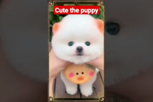 Cute puppy 🐶🐶🐶 🐕 🐕 🐕🐕 🐕