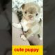 Cute puppy dog#9ktrending#viral#shorts