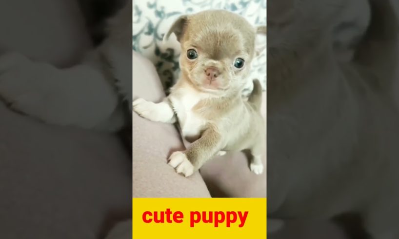 Cute puppy dog#9ktrending#viral#shorts