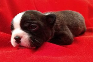 Cutest Boston Terrier Puppies Compilation!