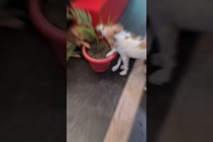 Cutest Puppies 🐶😍 || A Must Watch Video 📹 || Wait For THE END 🔥🔥🐕 #shorts #shortsviral #dog #puppies