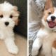 💖 Cutest Puppies Make You Feel Completely At Ease While Watching 🐶 | Cute Puppies