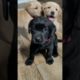 Cutest Puppy Friendship 🥰💕 #shorts #puppy #friendship
