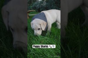 Cutest Sharks Around 🦈❤️ #youtube #puppy #shorts #nek9