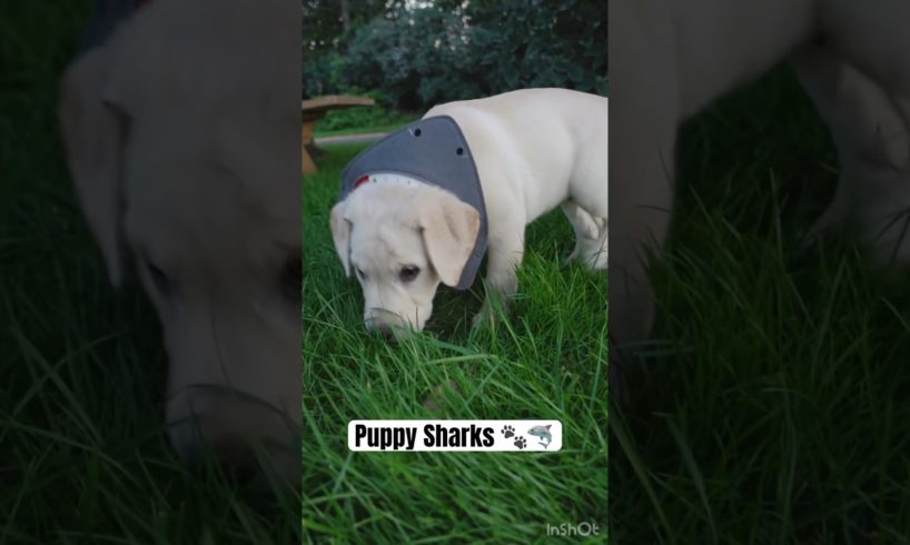 Cutest Sharks Around 🦈❤️ #youtube #puppy #shorts #nek9