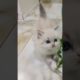 Cutest baby cat playing#funny#cute#cat#cutecat#trending#animals#catlover#short#cutekitten