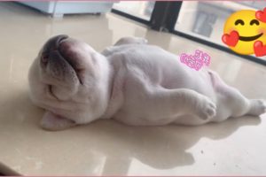 Cutest puppies! Cute and Funny bulldog Videos 2023 | Funnyanimals