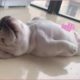 Cutest puppies! Cute and Funny bulldog Videos 2023 | Funnyanimals