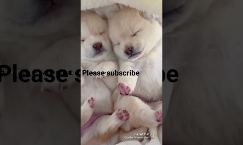 😋 ## Cutest puppies ## 😋 pls like and subscribe ##😋
