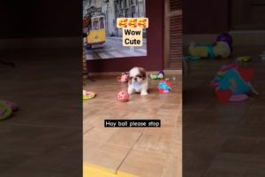Cutest puppy playing with ball,love it#viral #shorts #short #youtubeshorts