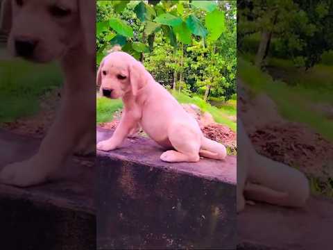 Cutest puppy 🐶 💕❤️🦮🦮#short #subscribe #youtubeshorts