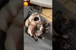 Cutest puppy trio ❤️