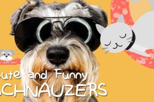 Cutest schnauzers puppies, the funniest pet animal! Compilation dogs vines, 2020