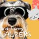 Cutest schnauzers puppies, the funniest pet animal! Compilation dogs vines, 2020