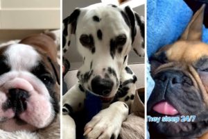 Daily Dose of Funny Dog Videos 😂 (Cutest Dogs) 🐶