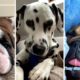Daily Dose of Funny Dog Videos 😂 (Cutest Dogs) 🐶