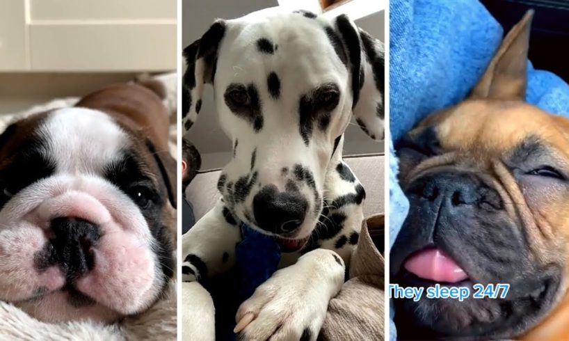 Daily Dose of Funny Dog Videos 😂 (Cutest Dogs) 🐶