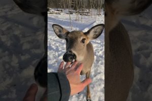 Deer Tries To Eat Me