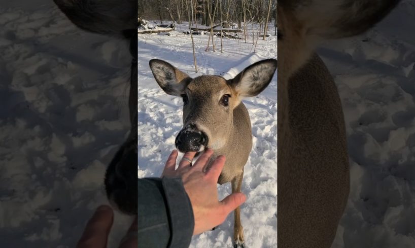 Deer Tries To Eat Me