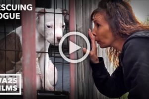 Dog Abuser Neglecting Puppy Confronted By Detroit Pit Crew | Rescuing Rogue