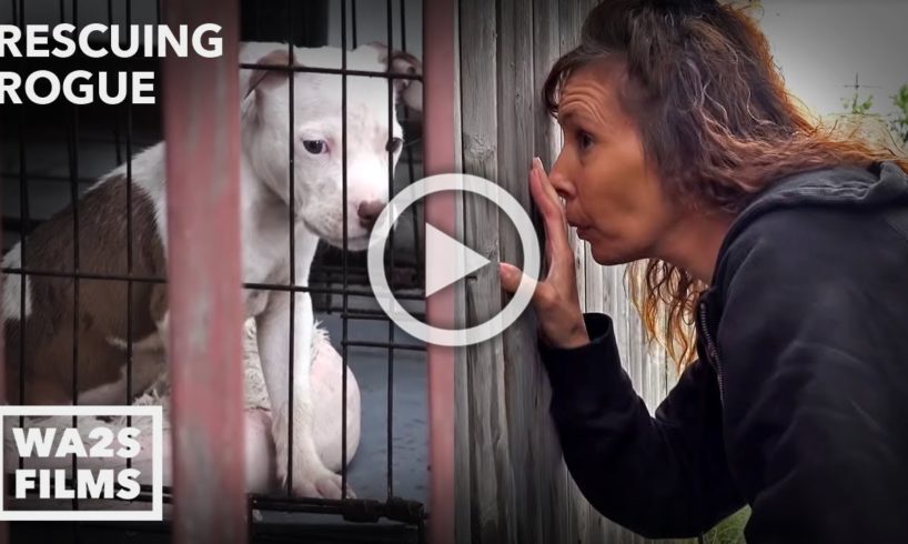 Dog Abuser Neglecting Puppy Confronted By Detroit Pit Crew | Rescuing Rogue