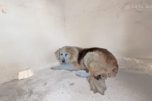 Dog Alone 8 Years With Tumor on Private Parts Lucky to be Given New Life & Hope