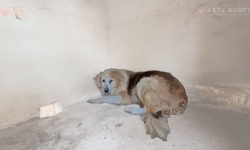 Dog Alone 8 Years With Tumor on Private Parts Lucky to be Given New Life & Hope