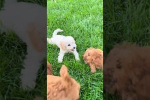 Dog Animals And Pets Playing On The Grass ##viral #youtubeshorts #puppies #animals #shortvideo #dog😺