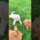 Dog Animals And Pets Playing On The Grass ##viral #youtubeshorts #puppies #animals #shortvideo #dog😺