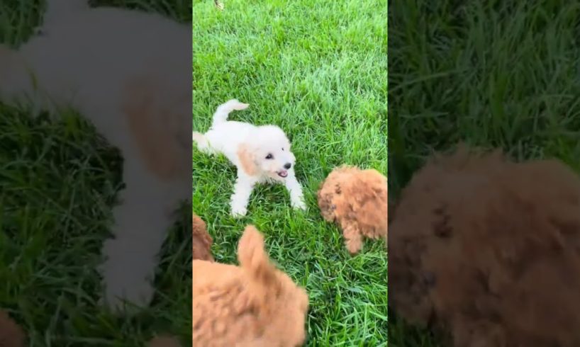 Dog Animals And Pets Playing On The Grass ##viral #youtubeshorts #puppies #animals #shortvideo #dog😺