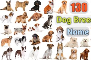 Dog Breeds Vocabulary ll 130 Dogs Breeds Names In English With Pictures ll 100 Popular Dogs