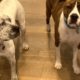 Dog becomes deaf pup's guide the moment he meets her