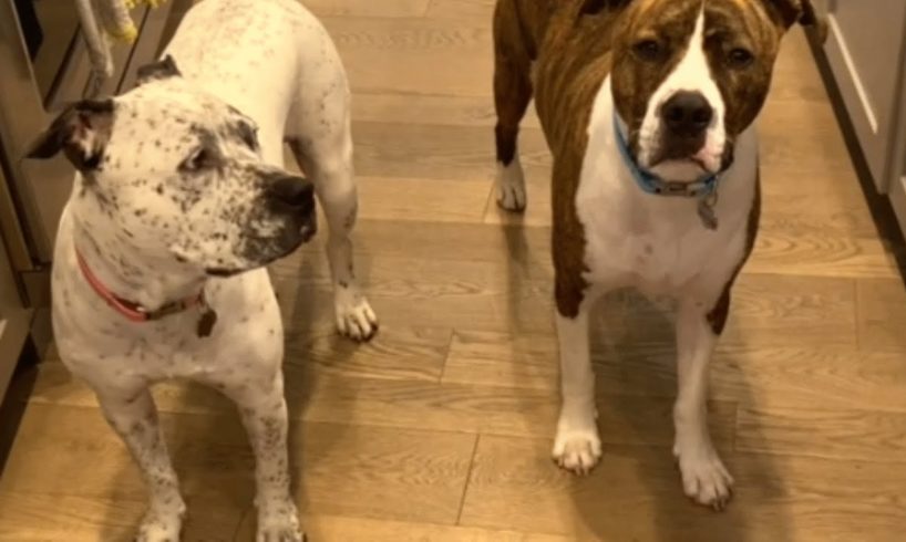 Dog becomes deaf pup's guide the moment he meets her