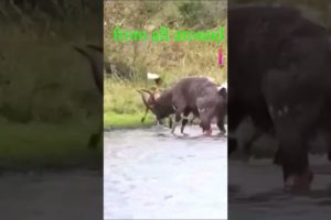 Dog fight Buffalo #shortsyoutube #bbcearth #discovery #nationalgeographic #animal
