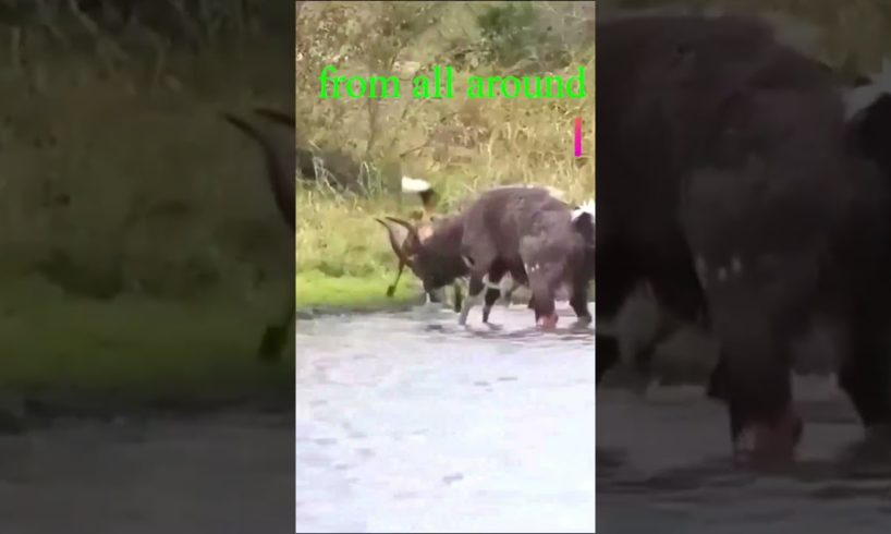 Dog fight Buffalo #shortsyoutube #bbcearth #discovery #nationalgeographic #animal
