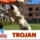 Dog made us believe it was over and then bites rescuer multiple times!!! 😱 EPIC #Trojans